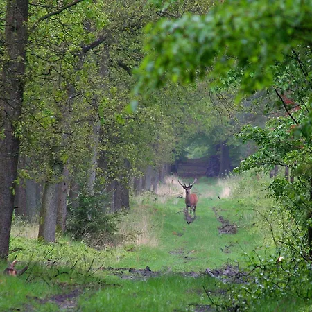 Near De Veluwe * Voorthuizen